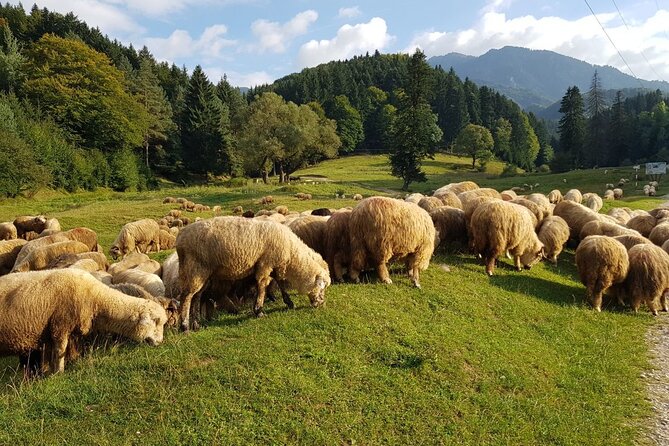 1-Day Bucovina Painted Monasteries tour from Suceava - English - Voronet and the celebrated blue wall
