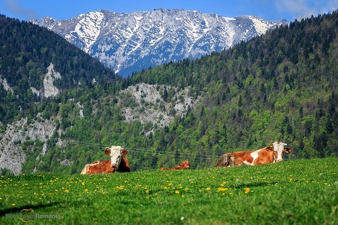 3-Day Tour from Bucharest: Transylvania Villages and Medieval Towns - What the private car changes