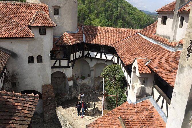 Bear Sanctuary and Bran Castle from Brasov - A practical half-day from Brasov