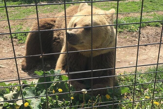 Bear Sanctuary and Bran Castle from Brasov - Who will enjoy this tour most