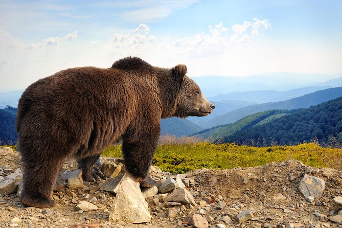 Bear Sanctuary and Bran Castle with a Professional Licensed Guide—Day Trip - Lunch in Bran village adds a local pause