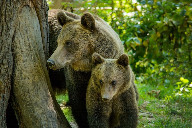 Bear Sanctuary and Dracula's Castle, 1-day Private Tour - Libearty Bear Sanctuary at breakfast time