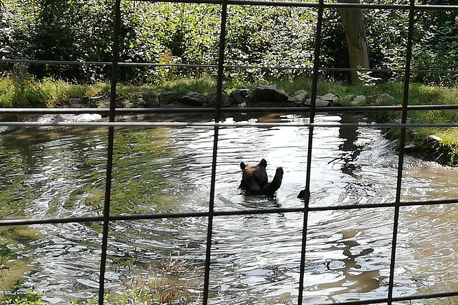 Bear Sanctuary and Dracula's Castle, 1-day Private Tour - What your guide adds to the day