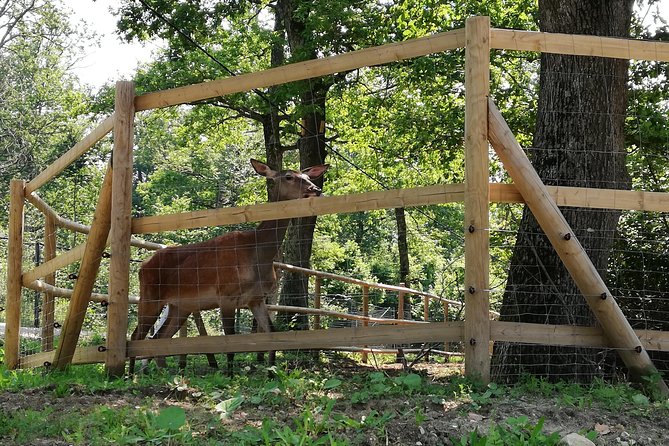 Bear Sanctuary and Dracula's Castle, 1-day Private Tour - The price and what you receive