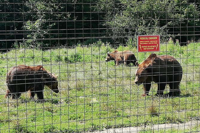 Bear Sanctuary and Dracula's Castle, 1-day Private Tour - Practical booking advice