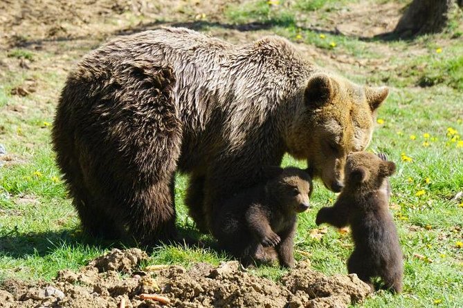 Bear Sanctuary & Rasnov Fortress - Private day tour from Bucharest - What your guide adds during the long drive