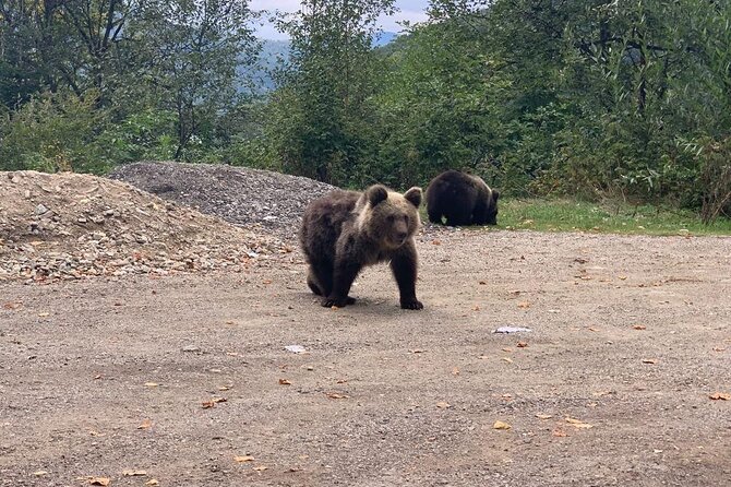 Bear Sanctuary & Rasnov Fortress - Private day tour from Bucharest - Who will enjoy this private day trip most?