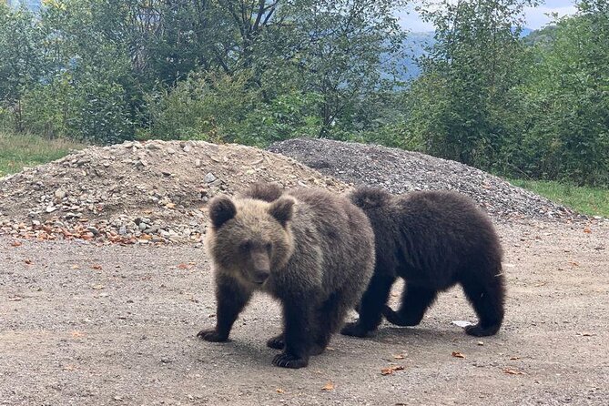 Bear Sanctuary & Rasnov Fortress - Private day tour from Bucharest - Practical details to settle before you go