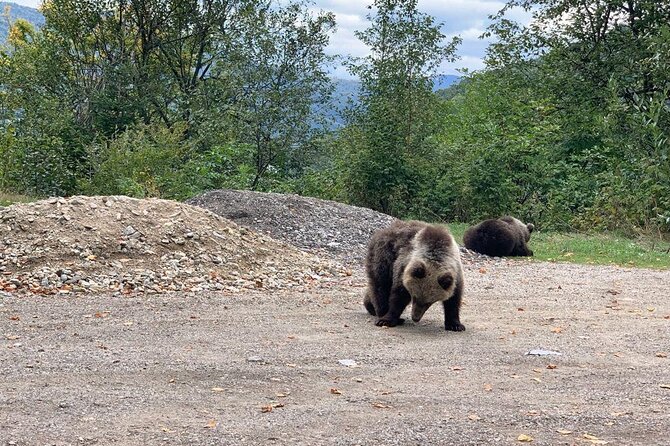 Bear Sanctuary & Rasnov Fortress - Private day tour from Bucharest - Rasnov Fortress and its wide mountain views