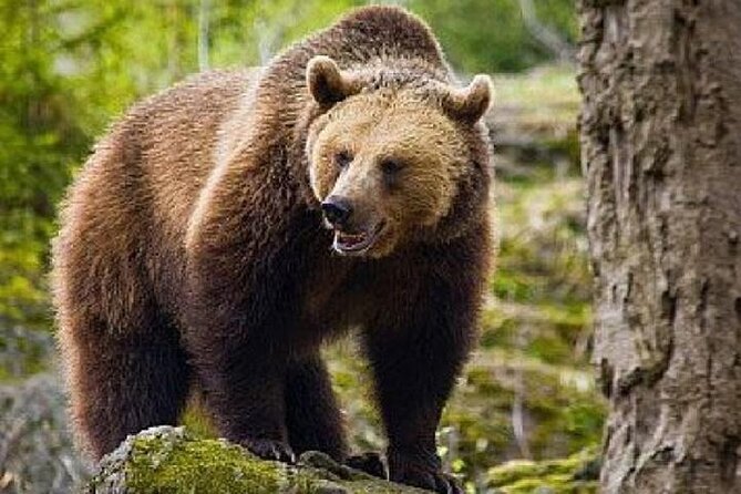Bear Sanctuary Zarnesti,Bran Castle,Rasnov Fortres w/Hotel pickup - Three Transylvania highlights in one day