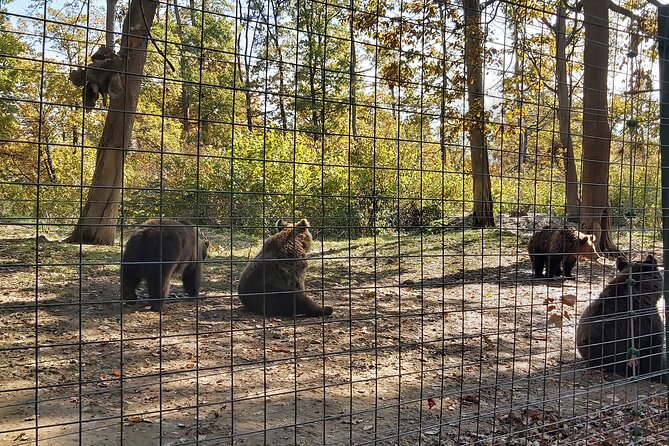 Bear Sanctuary Zarnesti,Bran Castle,Rasnov Fortres w/Hotel pickup - Rasnov Fortress and its 146-meter well