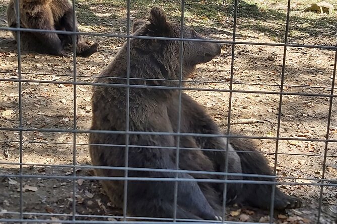 Bear Sanctuary Zarnesti,Bran Castle,Rasnov Fortres w/Hotel pickup - What the tour price really covers
