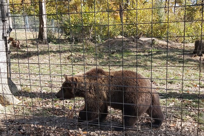 Bear Sanctuary Zarnesti,Bran Castle,Rasnov Fortres w/Hotel pickup - Who will enjoy this day most