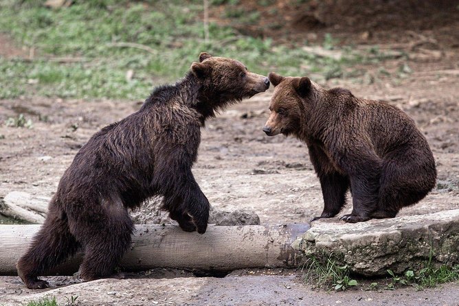 Bear watching experience near Brasov - Key points before you book