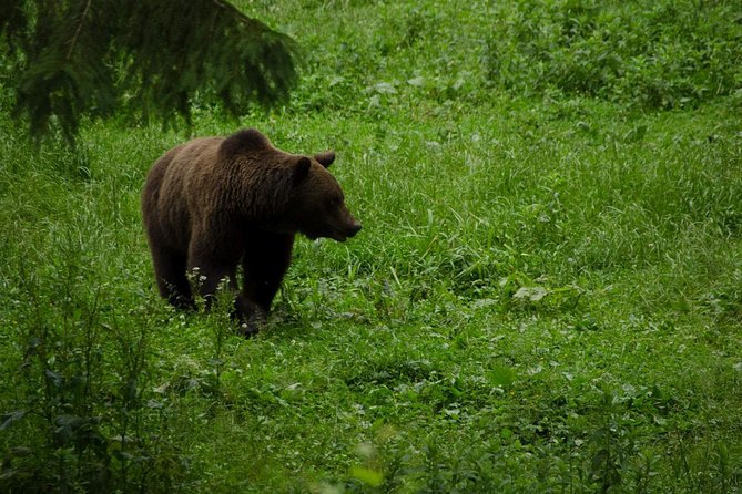 Bear watching experience near Brasov - Why this is one of Brasov’s most memorable wildlife outings