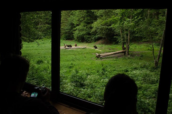 Bear watching experience near Brasov - What the guide and ranger add
