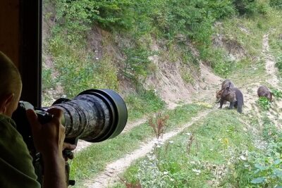 Bear watching experience near Brasov