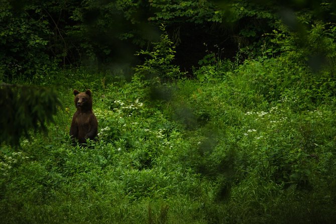 Bear watching experience near Brasov - Who should book this bear-watching trip?
