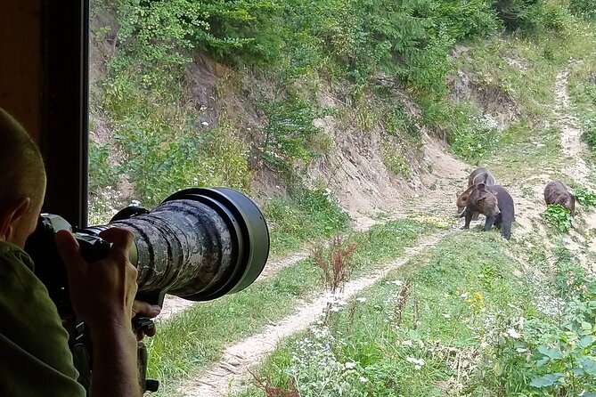 Bear watching experience near Brasov - From Brasov to Zarnesti and the forest tracks