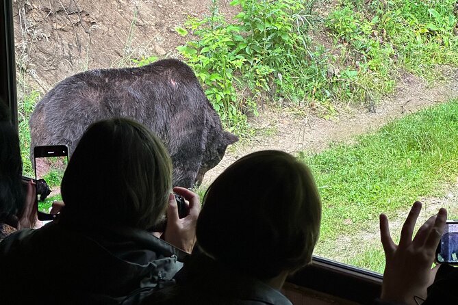 Bear Watching In Brasov: Observe Wild Bears From A Hideout (100%) - Watching bears near Brasov, not behind a fence