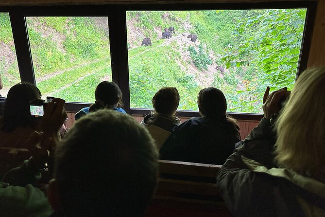Bear Watching In Brasov: Observe Wild Bears From A Hideout (100%) - Getting into the forest hideout