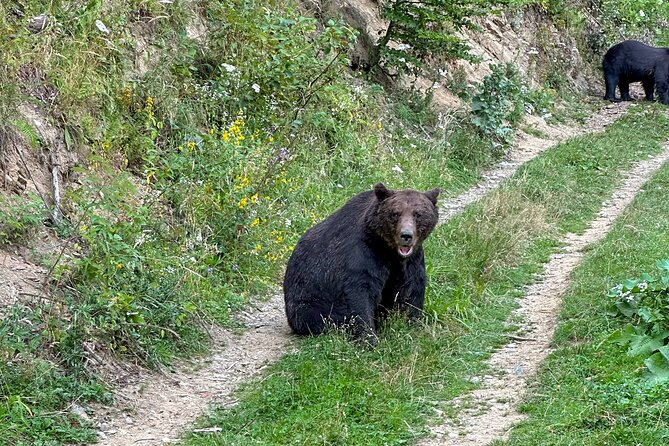 Bear Watching In Brasov: Observe Wild Bears From A Hideout (100%) - Why the group size of eight matters