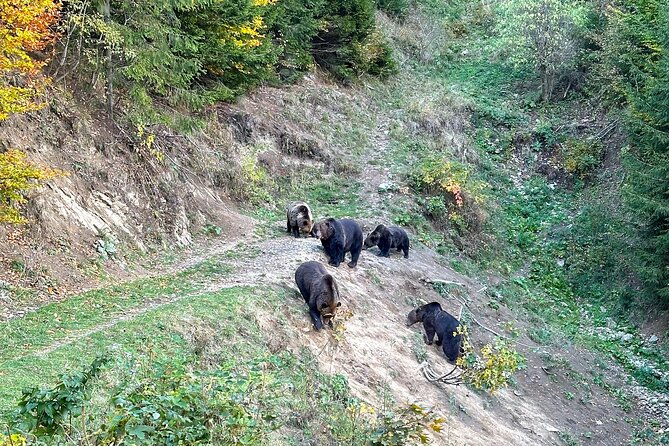 Bear Watching In Brasov: Observe Wild Bears From A Hideout (100%) - Is $98.78 a fair price?
