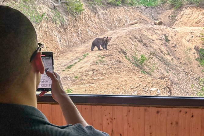 Bear Watching In Brasov: Observe Wild Bears From A Hideout (100%) - Adding Bran Castle to the same outing