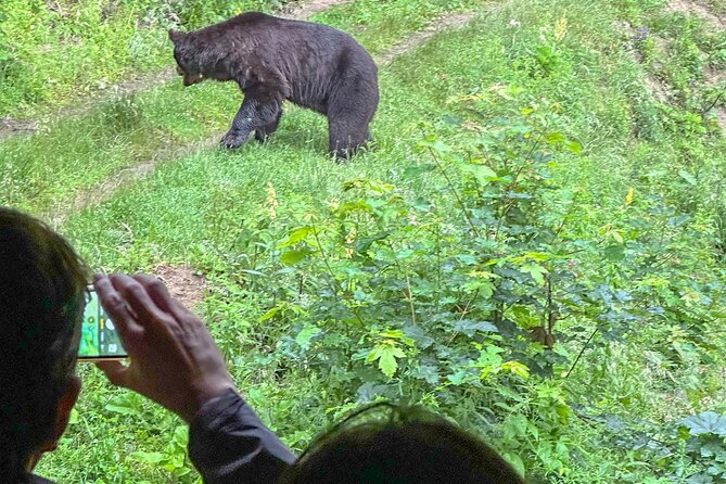 Bear Watching In Brasov: Observe Wild Bears From A Hideout (100%) - What bear watching is really like