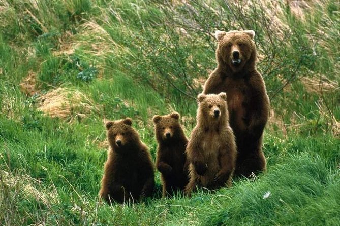 Bear Watching in The Wild from Brasov (100 %) - What the Brasov bear-watching trip is really like