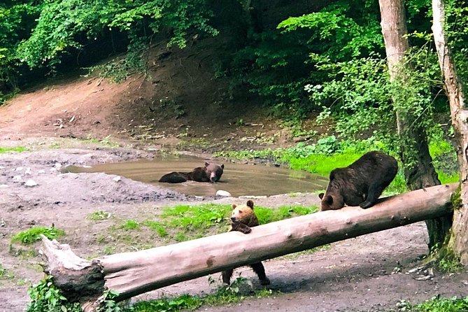 Bear Watching in The Wild from Brasov (100 %) - From Brasov to the Transylvanian forest