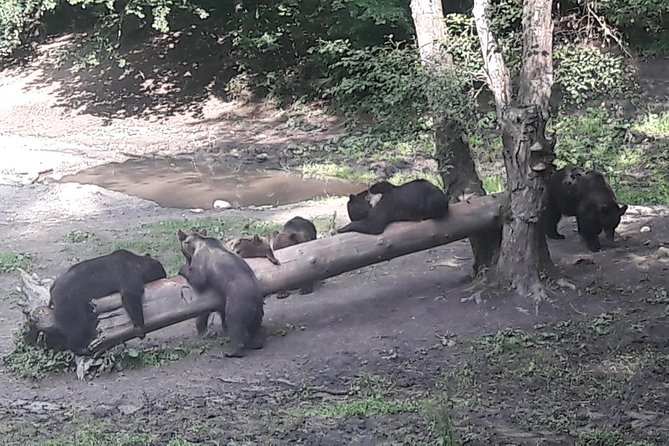 Bear Watching in The Wild from Brasov (100 %) - How the $120.47 price measures up