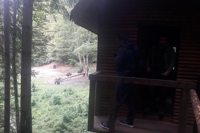 Bear Watching in The Wild from Brasov (100 %) - Summer heat and the viewing cabin