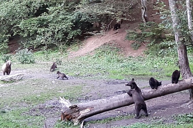 Bear Watching in The Wild from Brasov (100 %) - The seasonal limit from November through April