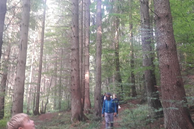 Bear Watching in The Wild from Brasov (100 %) - What the guides add to the visit