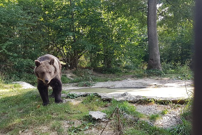 Bears Sanctuary, Dracula Castle and Brasov City - Full Day Trip from Bucharest - Who will enjoy this full-day route