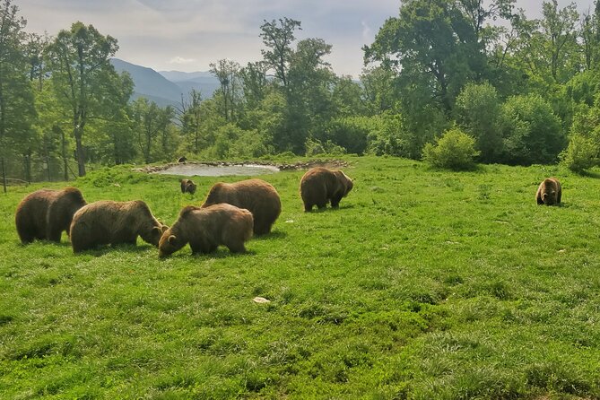 Bears Sanctuary, Dracula Castle and Poiana Brasov-Private day tour from Brasov - Booking, timing, and cancellation details
