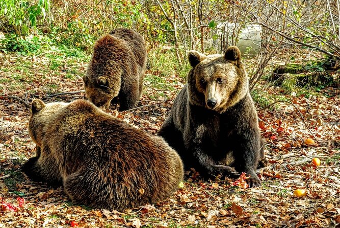 Bears Sanctuary, Dracula's Castle and Brașov City - Private Tour - Libearty Bear Sanctuary: the strongest reason to go