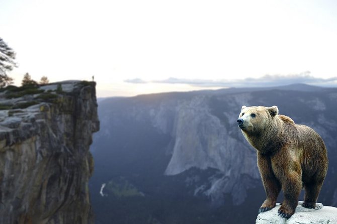 Bears Sanctuary, Dracula's Castle, Brasov Day Trip Private Tour from Bucharest - Why the private format matters on a 10 to 12-hour day