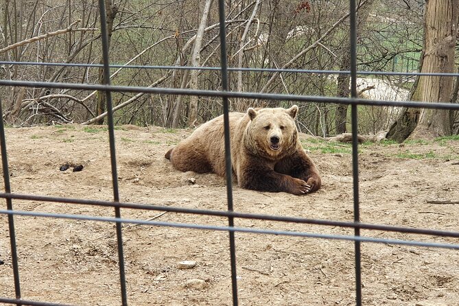 Bears Sanctuary, Dracula's Castle, Brasov Day Trip Private Tour from Bucharest - The route, timing, and daily rhythm