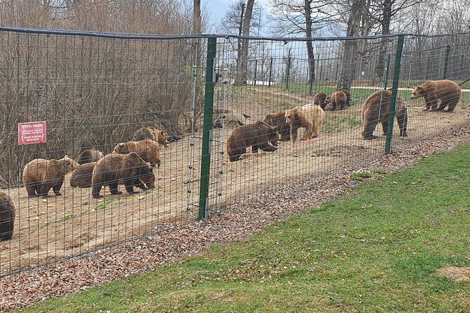 Bears Sanctuary, Dracula's Castle, Brasov Day Trip Private Tour from Bucharest - What the $307.56 price really covers