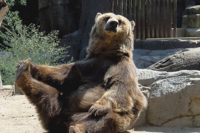 Bears Sanctuary, Dracula's Castle, Brasov Day Trip Private Tour from Bucharest - Bran Castle and the Dracula question