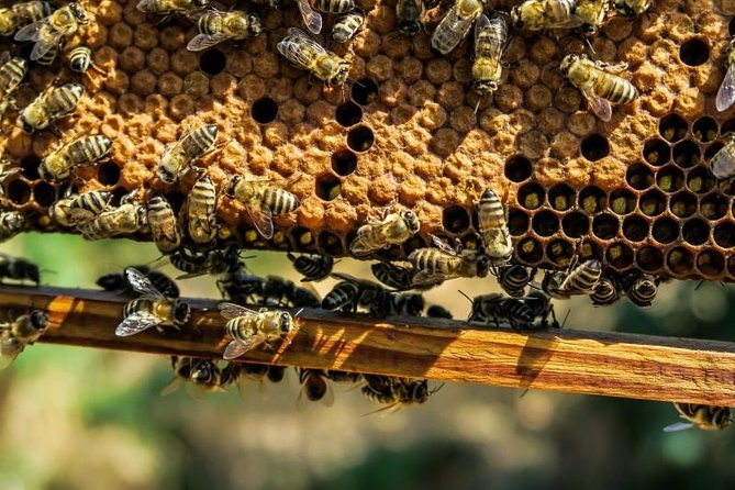 Beekeeping Day Trip| Private Guided Tour from Bucharest - Learning how bees behave and how a hive works