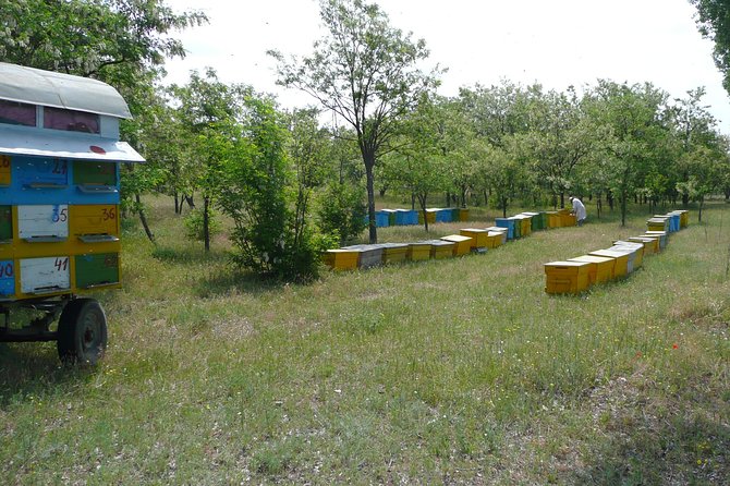 Bees Adventure in Romania - Private Day Trip from Bucharest - Lunch with Romanian food and ecological products