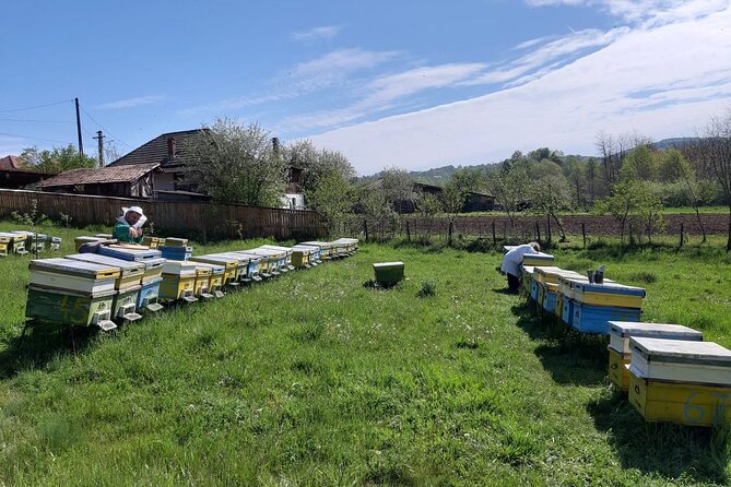 Bees Adventure in Romania - Private Day Trip from Bucharest - Practical value at $289.40 per person