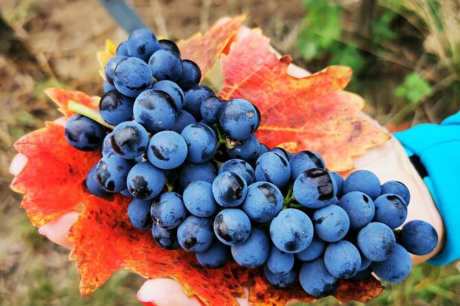 Bike & Wine tour in Dealu Mare wineland - Key points to know before you book