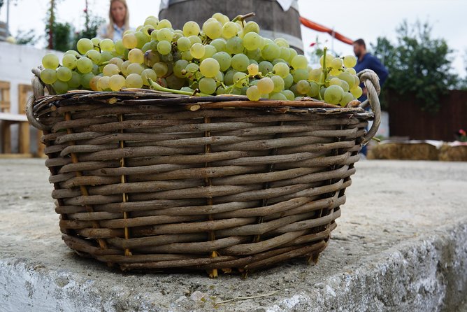 Bike & Wine tour in Dealu Mare wineland - The boutique cellar and the wine tasting