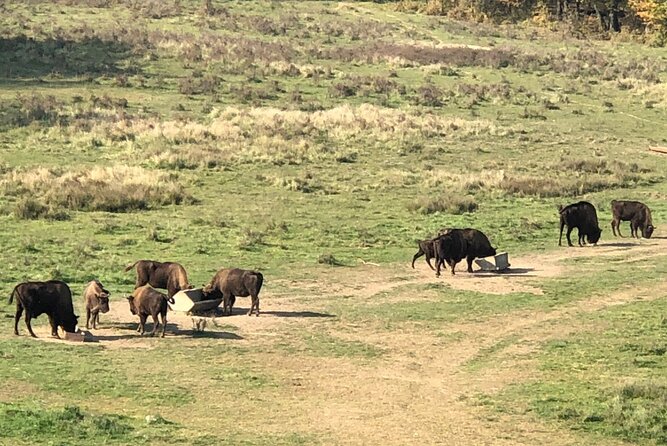 Bison Sanctuary, Vlad the Impaler Princely Court & Dracula Grave - My Verdict: Book It for Nature and Real Vlad History