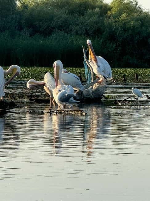 Boat Trip to Caraorman Forest – Danube Delta (6–7 hours) - Caraorman Forest and the optional safari