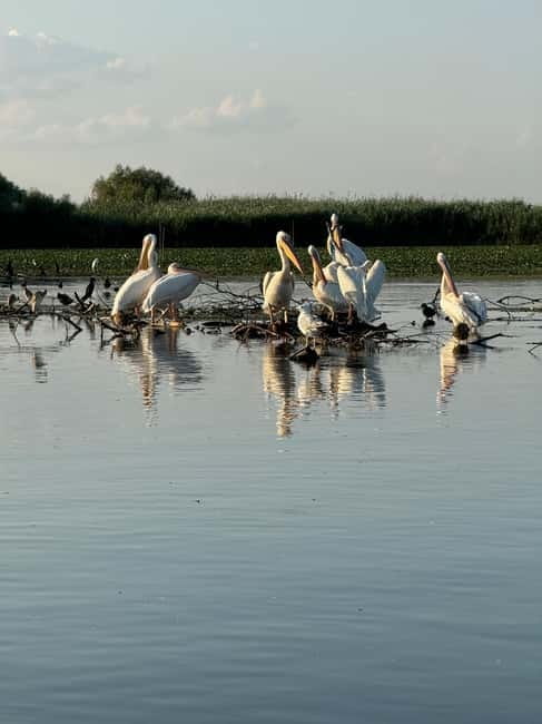 Boat Trip to Caraorman Forest – Danube Delta (6–7 hours) - A homemade fish lunch in a local home